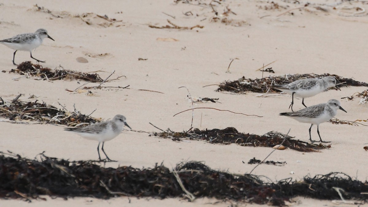 Побережник рудоголовий - ML646623198