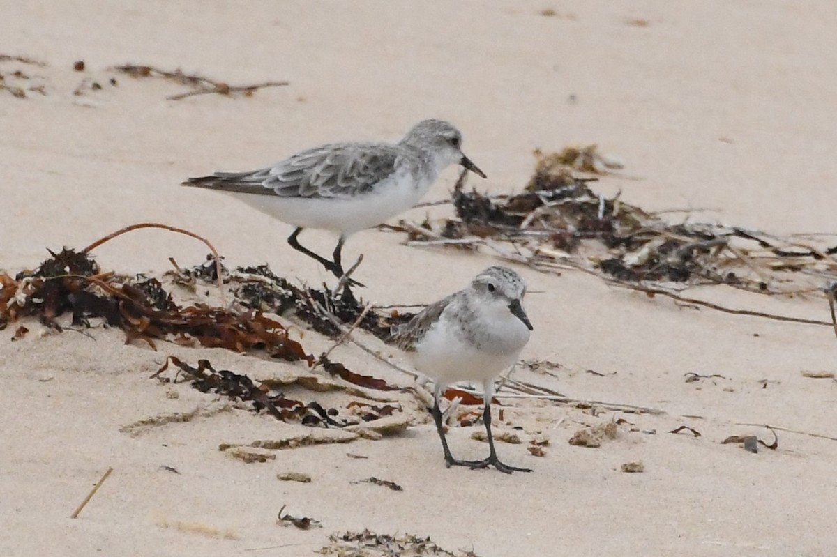 Побережник рудоголовий - ML646623200