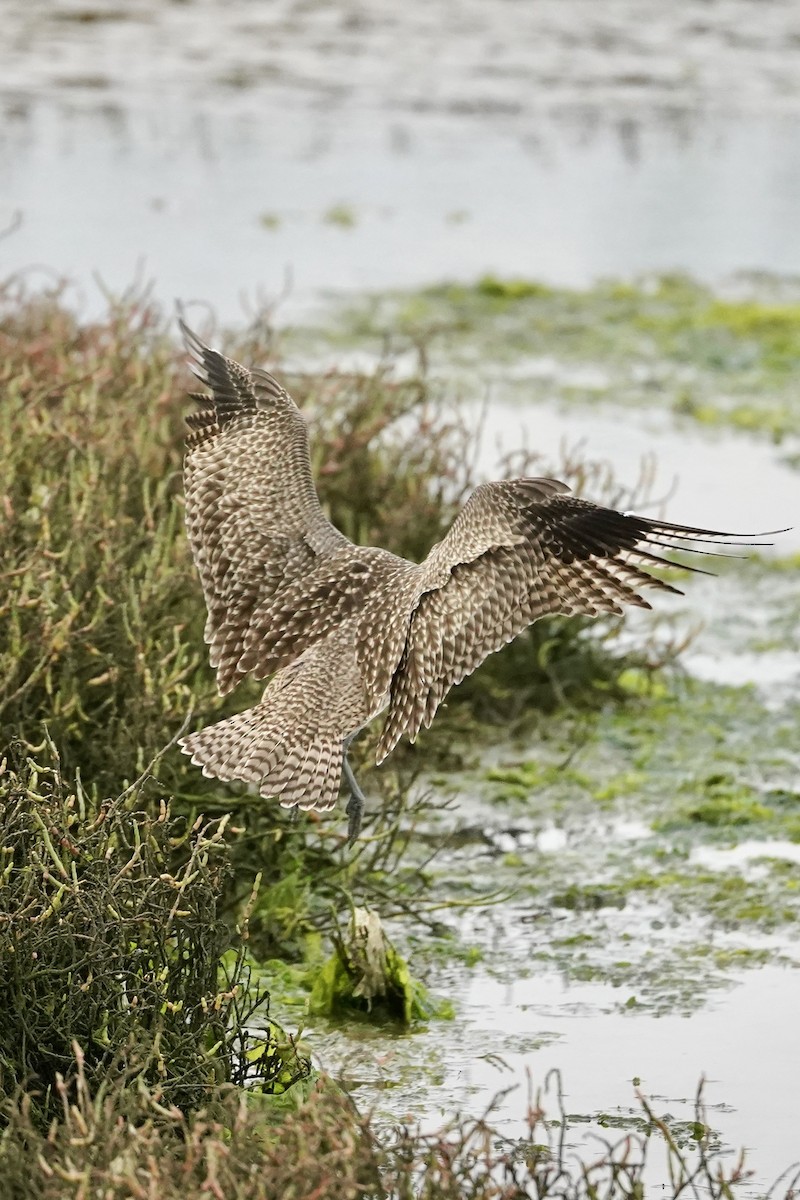 Hudsonian Whimbrel - ML646623202