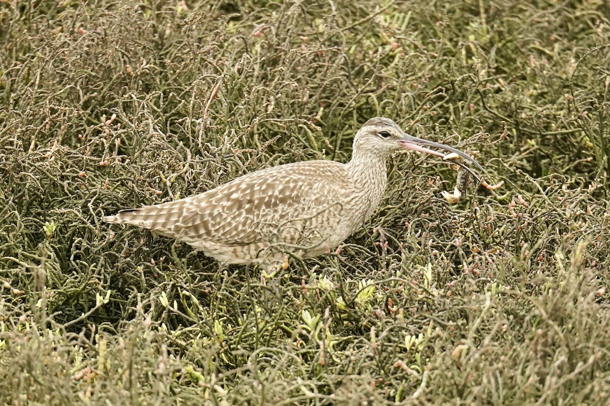 Hudsonian Whimbrel - ML646623203