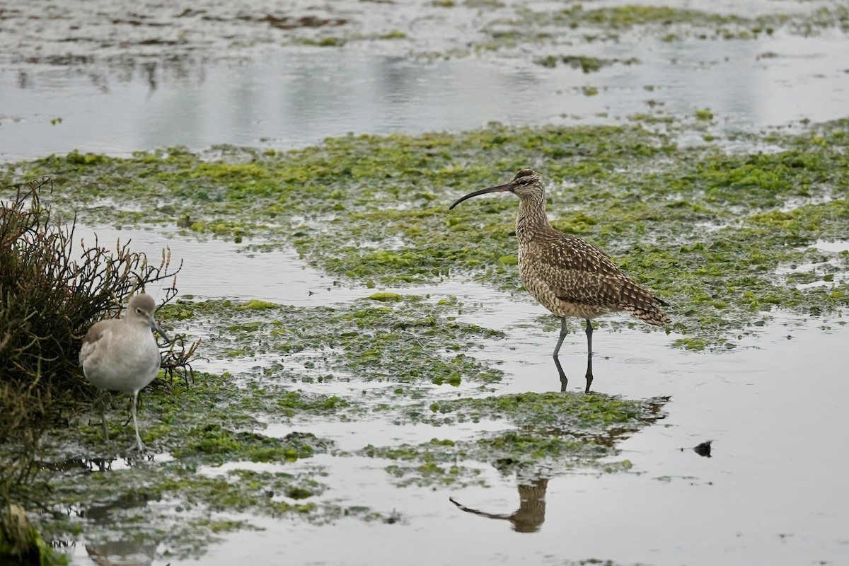 Hudsonian Whimbrel - ML646623204