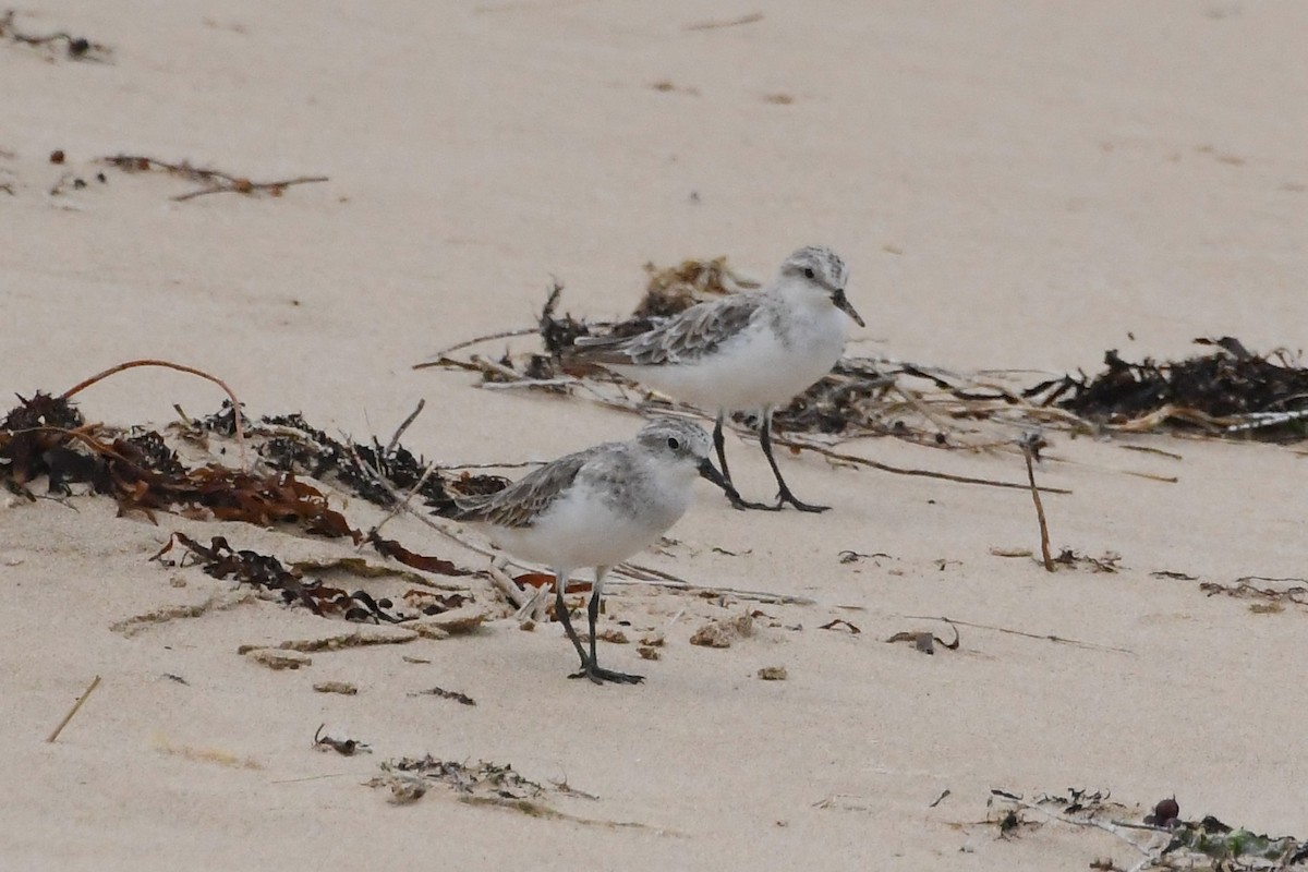 Побережник рудоголовий - ML646623205