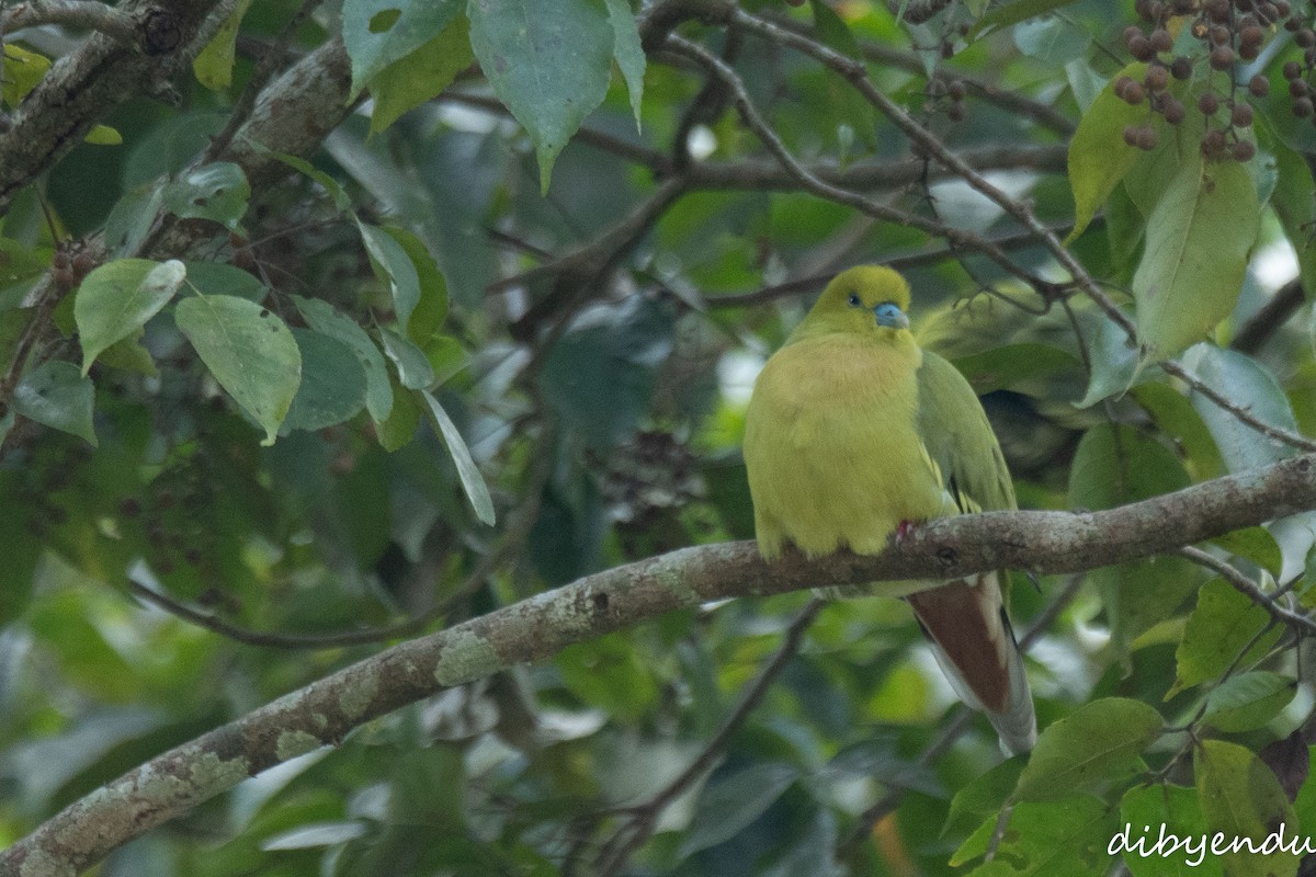 Pin-tailed Green-Pigeon - ML646623206