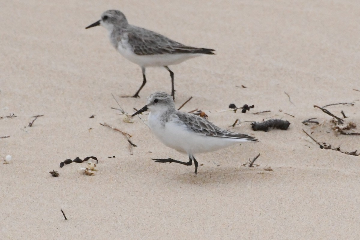 Побережник рудоголовий - ML646623207