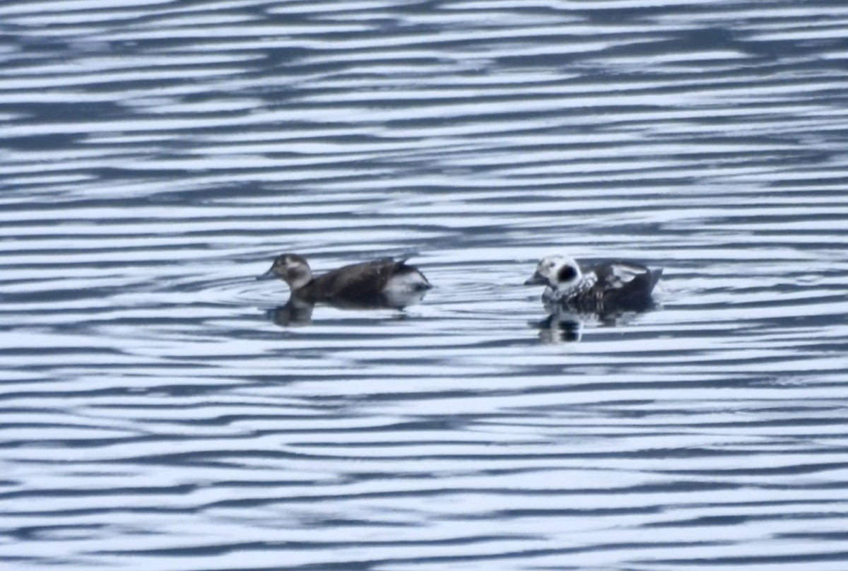 Морянка - ML646623208