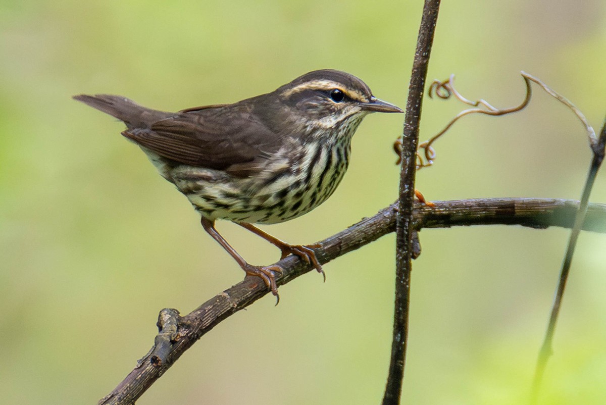Northern Waterthrush - ML646623209