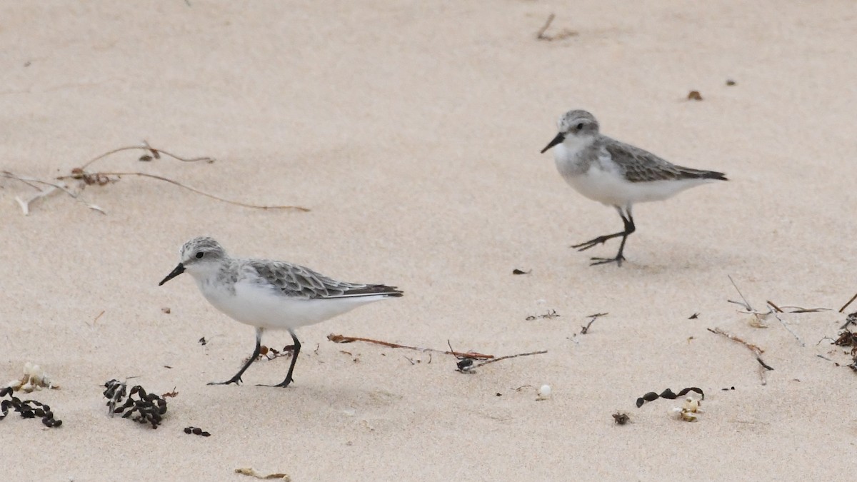Побережник рудоголовий - ML646623210