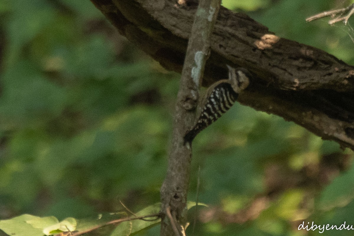 Gray-capped Pygmy Woodpecker - ML646623214