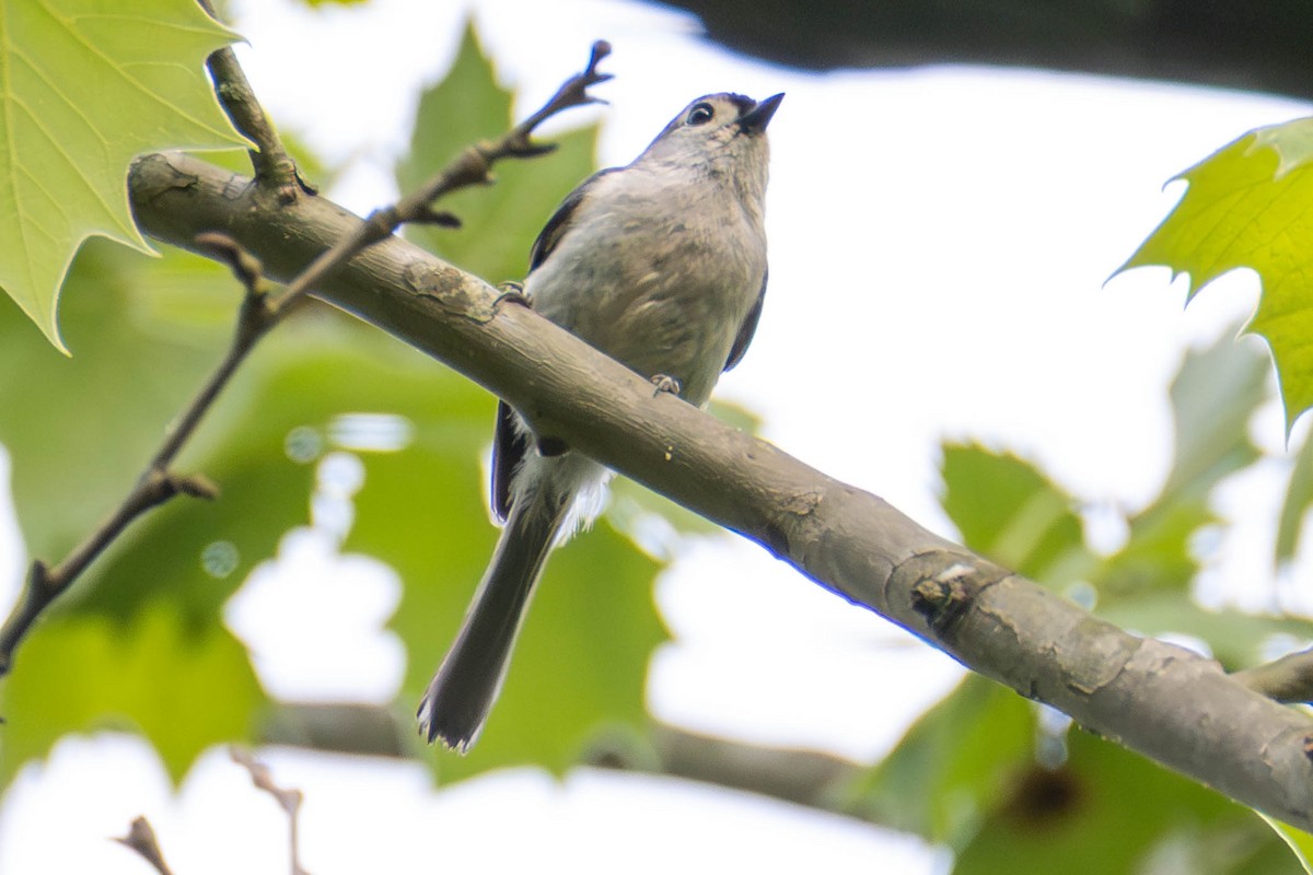 Tufted Titmouse - ML646623215