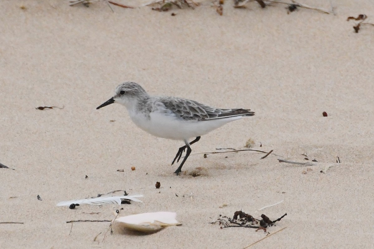 Побережник рудоголовий - ML646623216