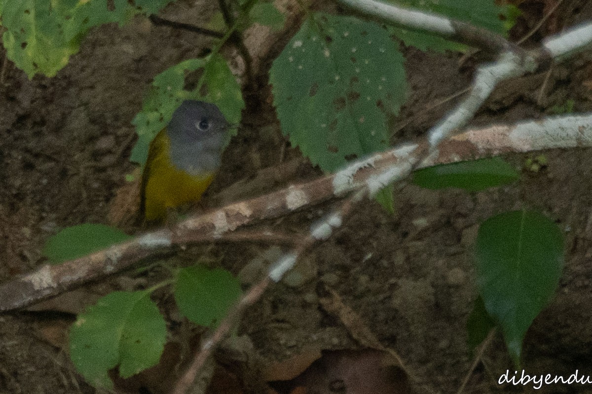 Gray-headed Canary-Flycatcher - ML646623217