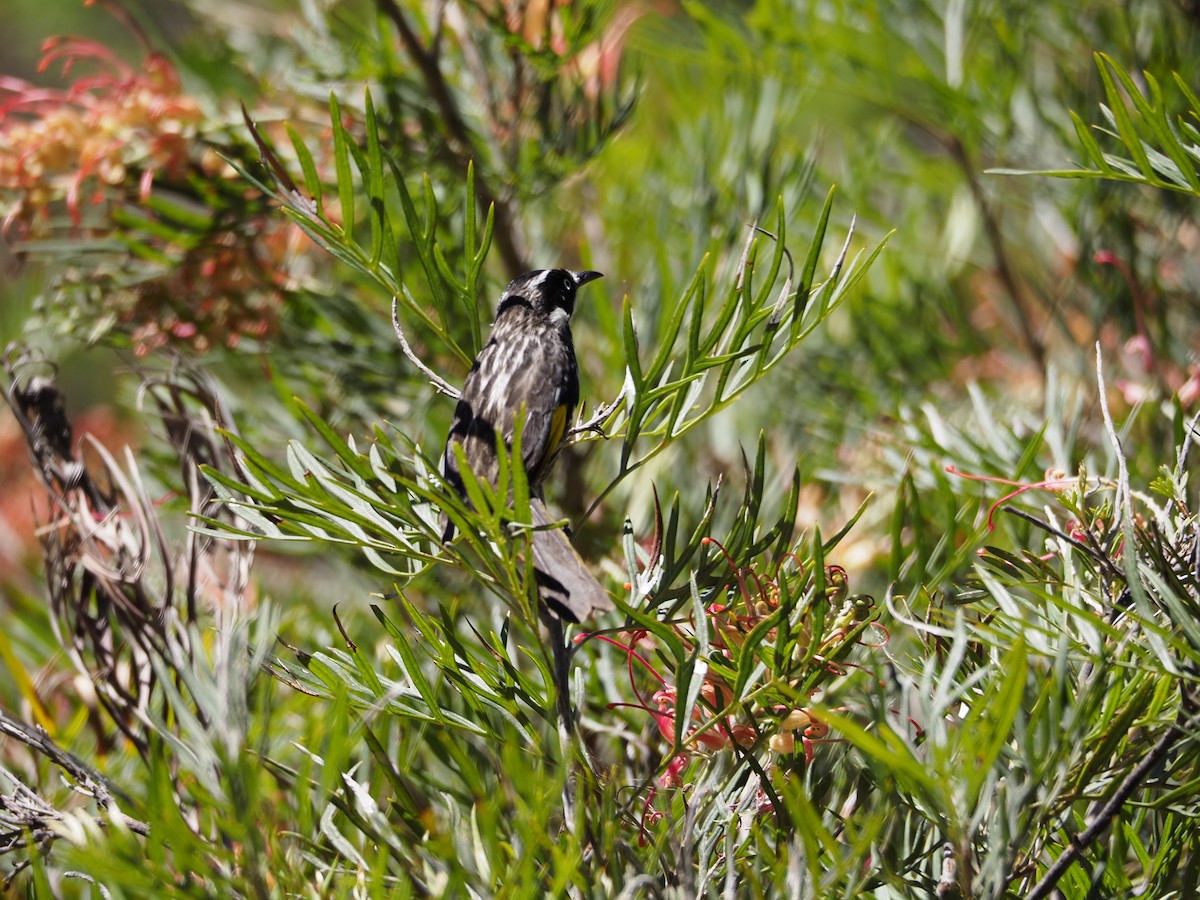 New Holland Honeyeater - ML646623219