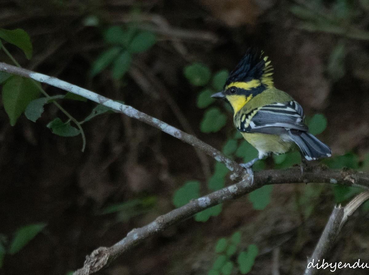 Himalayan Black-lored Tit - ML646623245