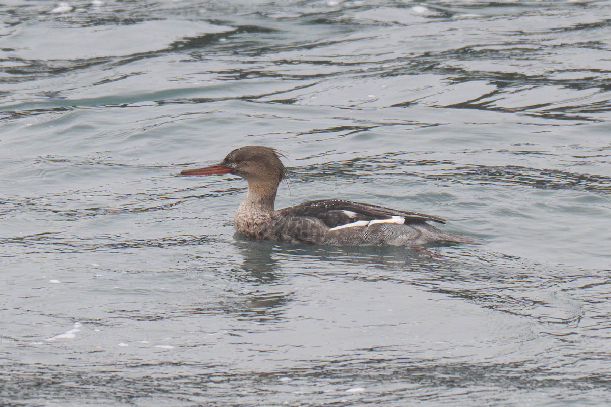 Harle huppé - ML646623252