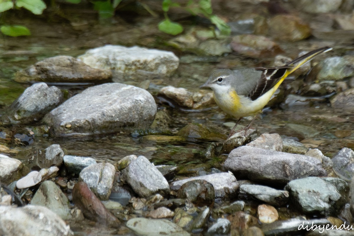 Gray Wagtail - ML646623254