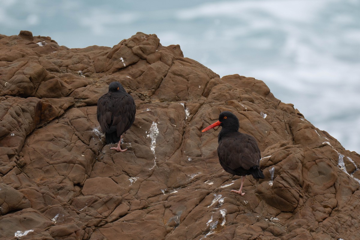 Huîtrier de Bachman - ML646623259