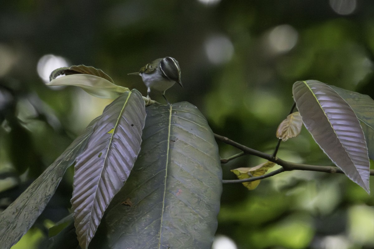 Вівчарик рододендровий/широкобровий/низинний - ML646623260