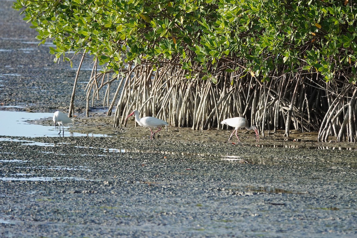 White Ibis - ML646623261