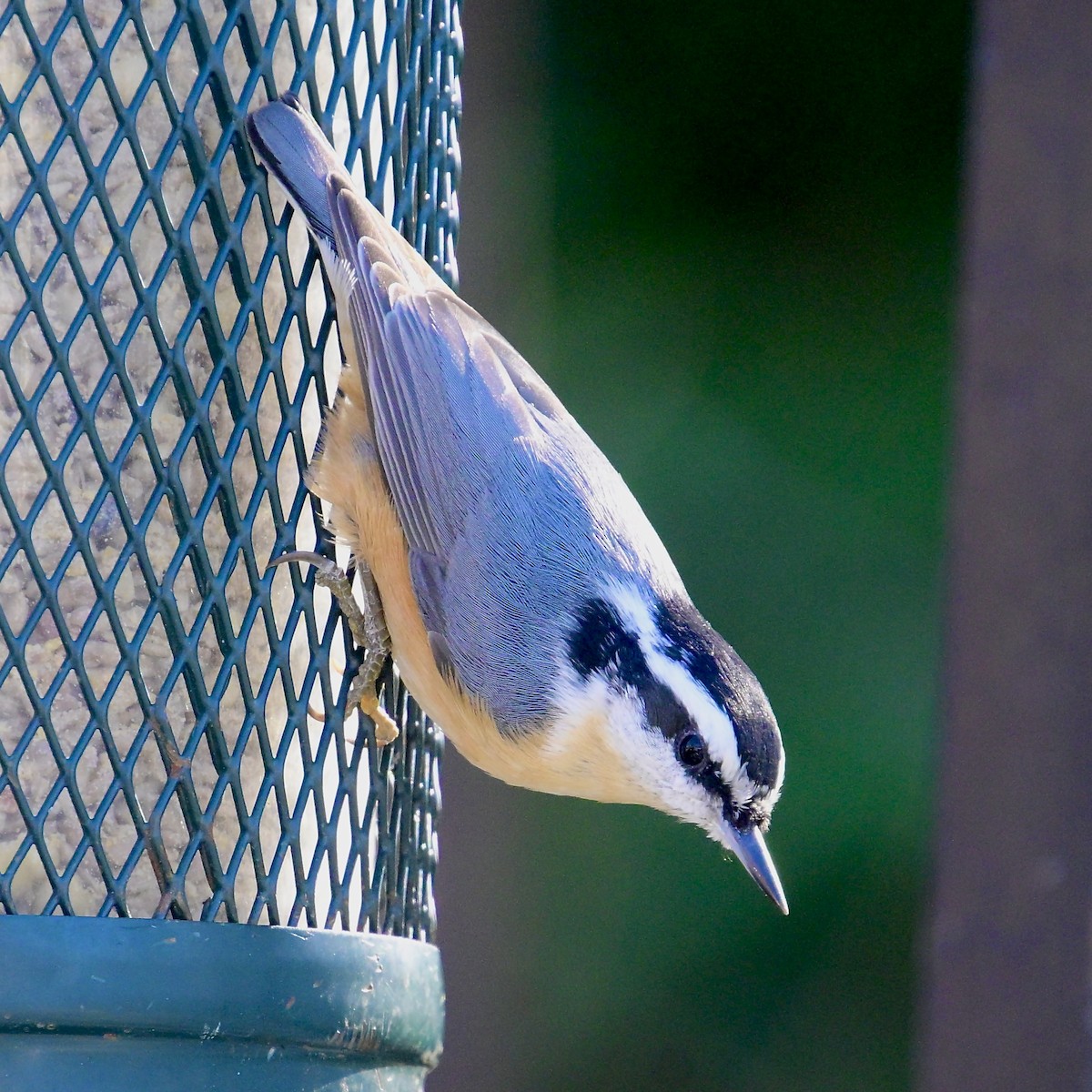 Trepador Canadiense - ML646623262