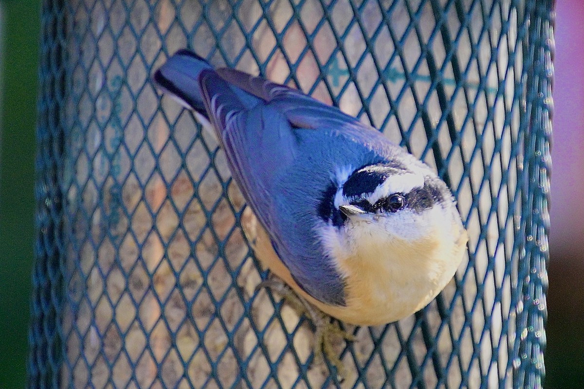 Trepador Canadiense - ML646623263