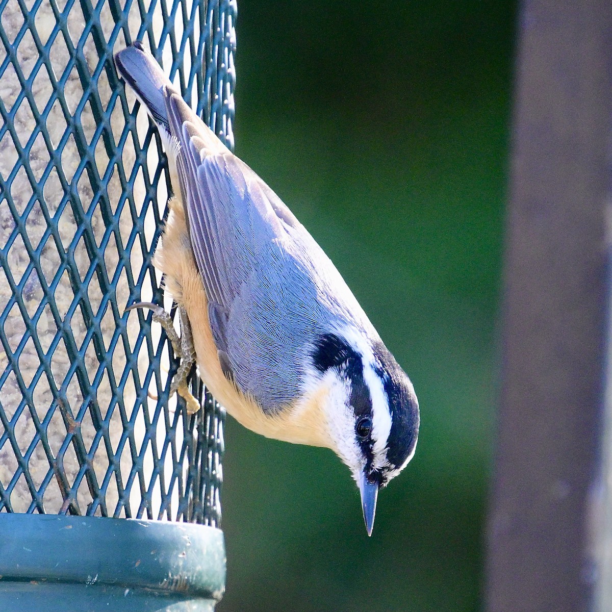 Trepador Canadiense - ML646623264