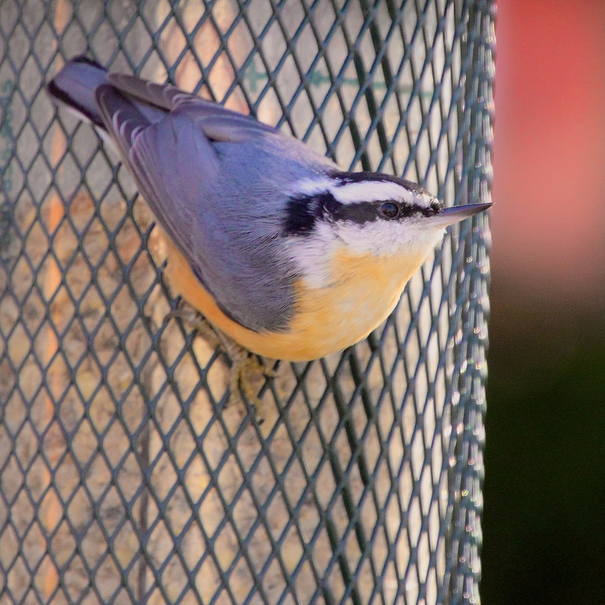 Trepador Canadiense - ML646623265