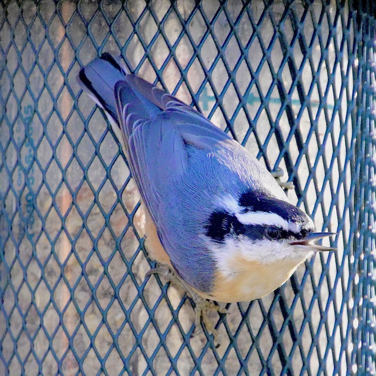 Trepador Canadiense - ML646623266