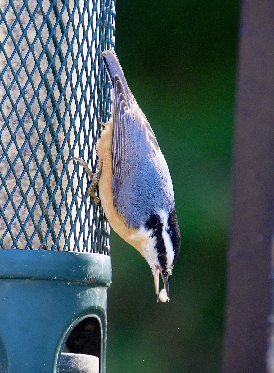 Trepador Canadiense - ML646623267