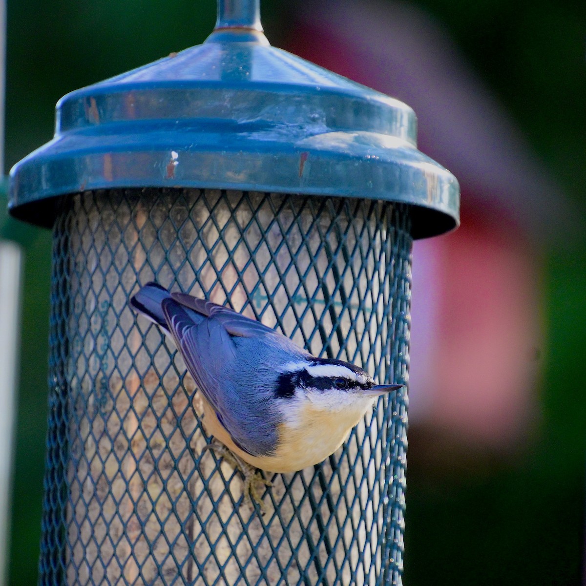 Trepador Canadiense - ML646623268