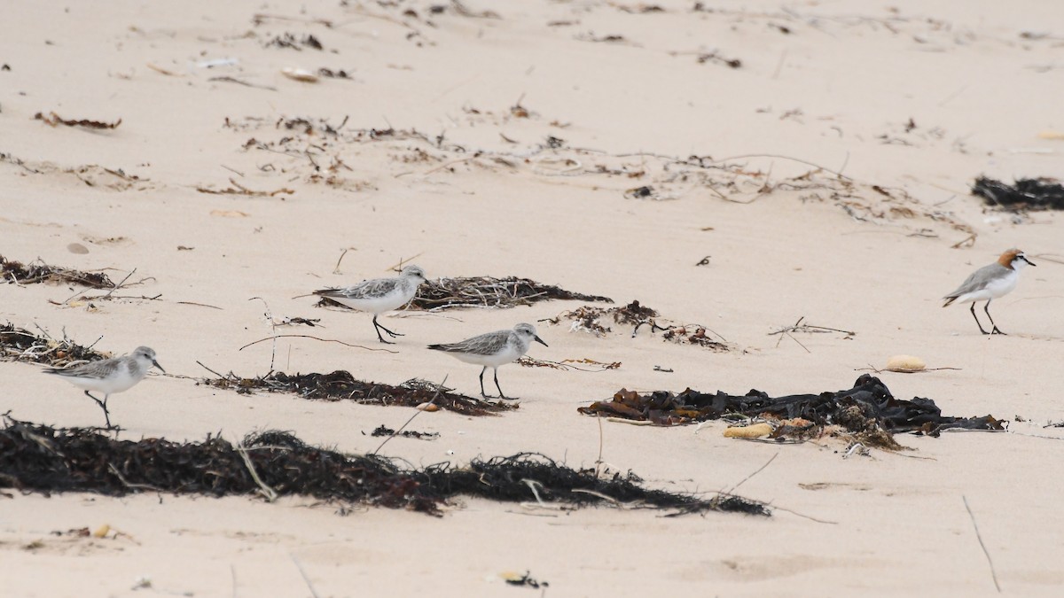 Пісочник рудоголовий - ML646623289