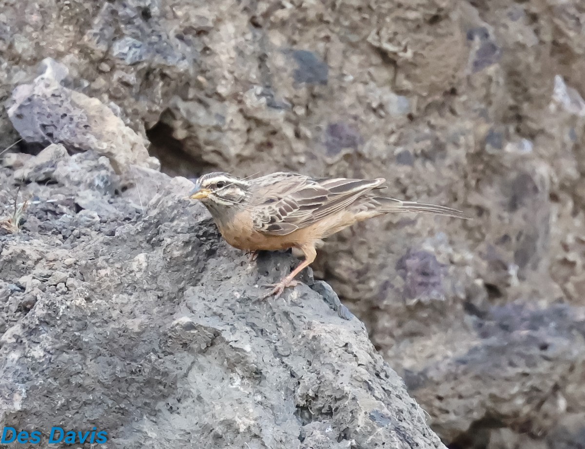 גיבתון מדבר - ML646623290