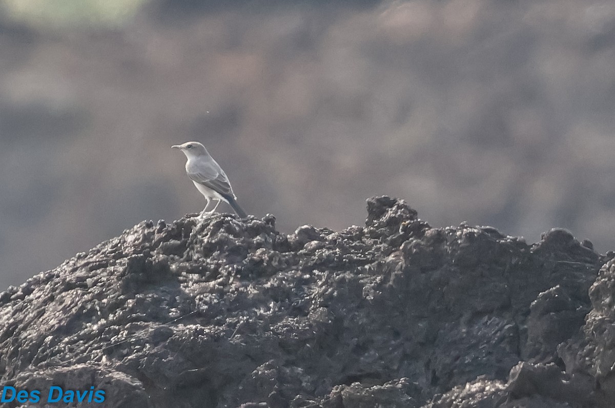 שחור זנב - ML646623293