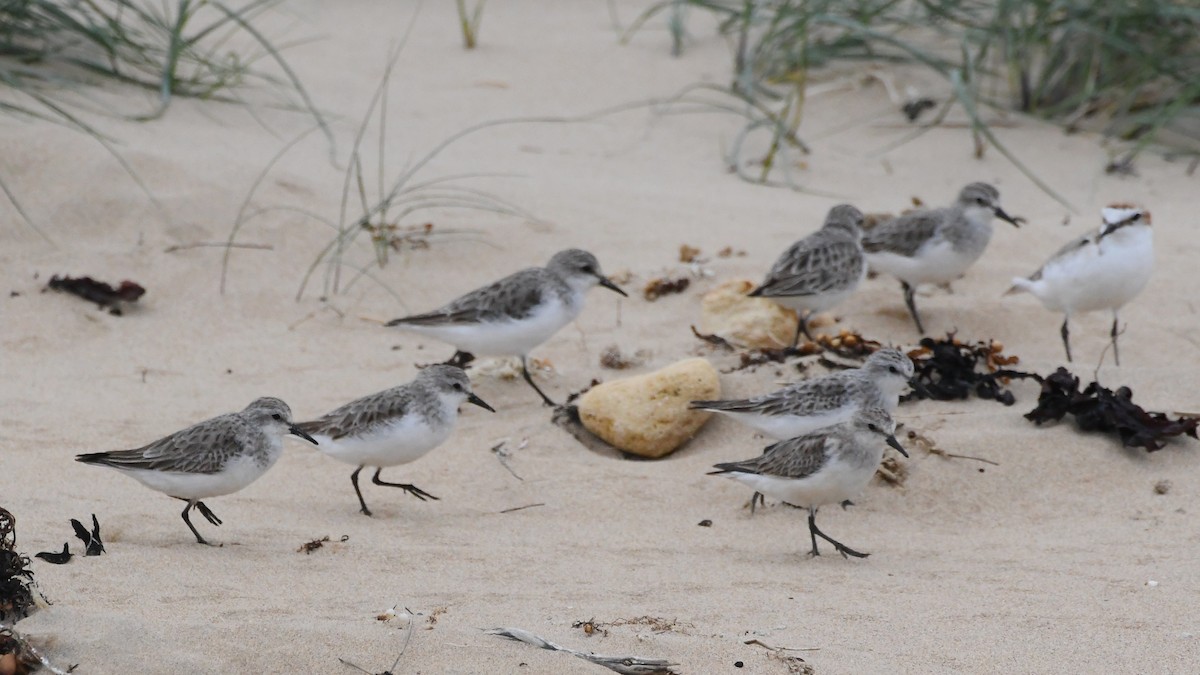 Побережник рудоголовий - ML646623295