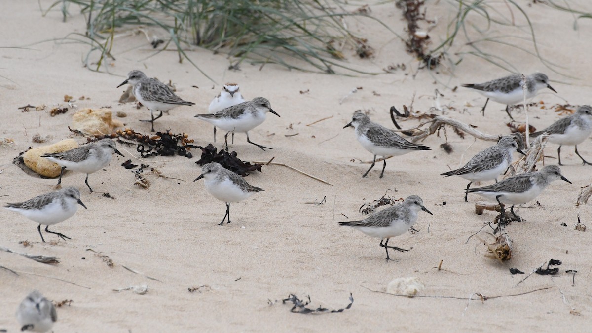 Побережник рудоголовий - ML646623299