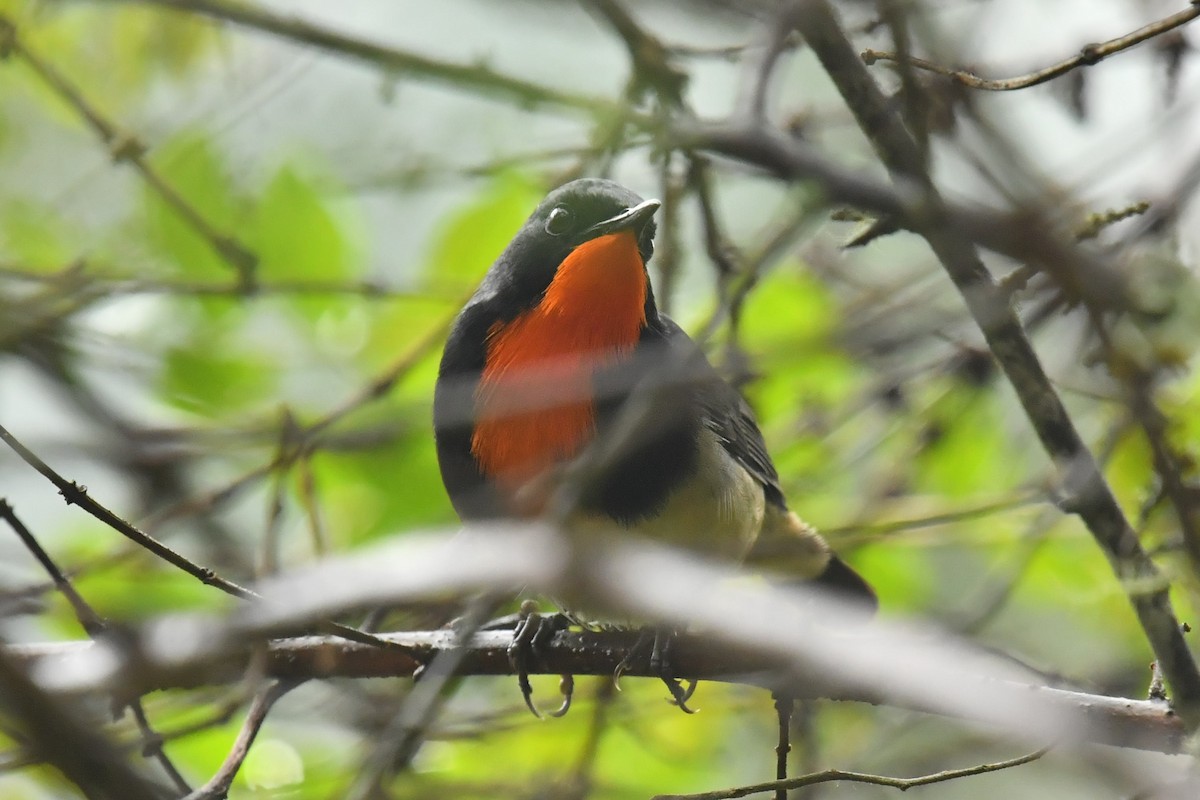 Firethroat - ML646623301