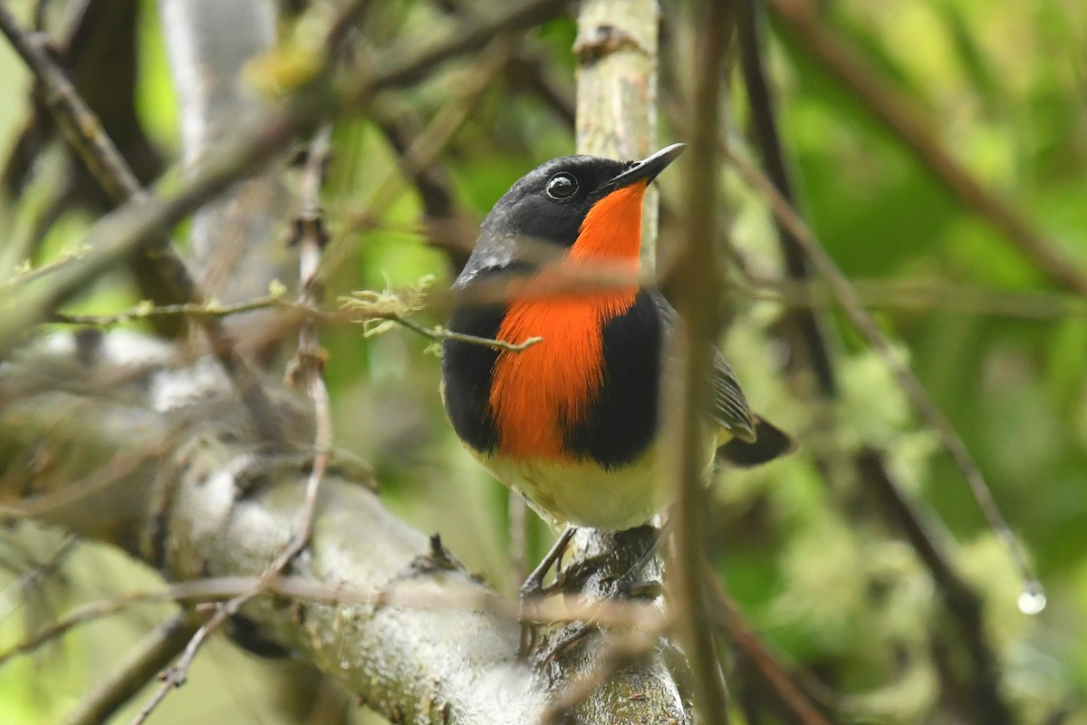 Firethroat - ML646623302