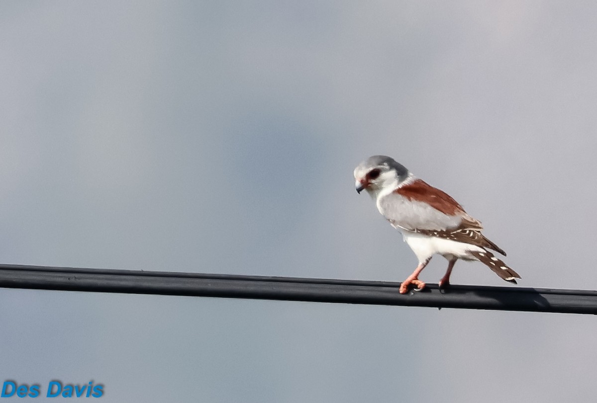 בז זעיר - ML646623304