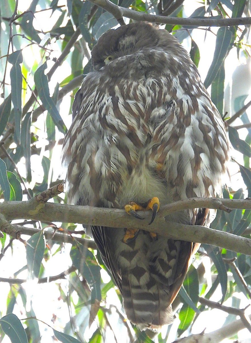 Barking Owl - ML646623307