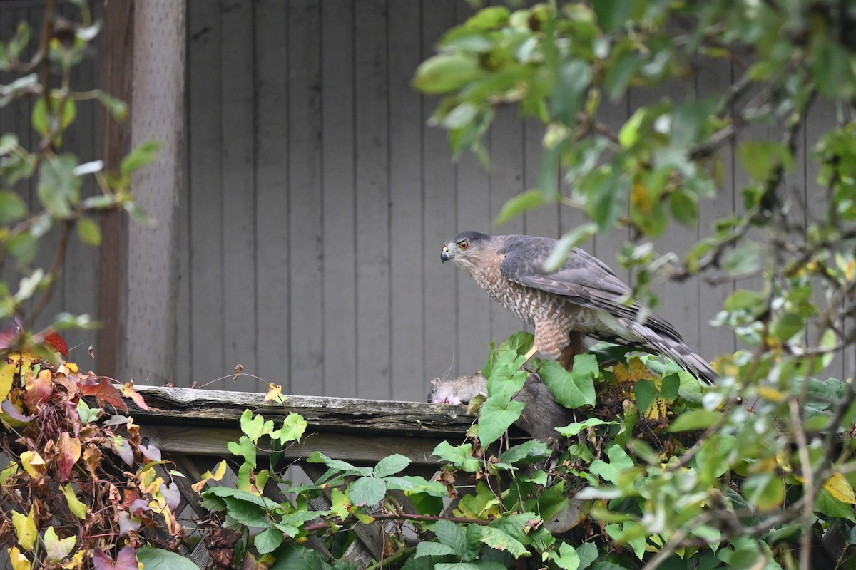 Cooper's Hawk - ML646623313