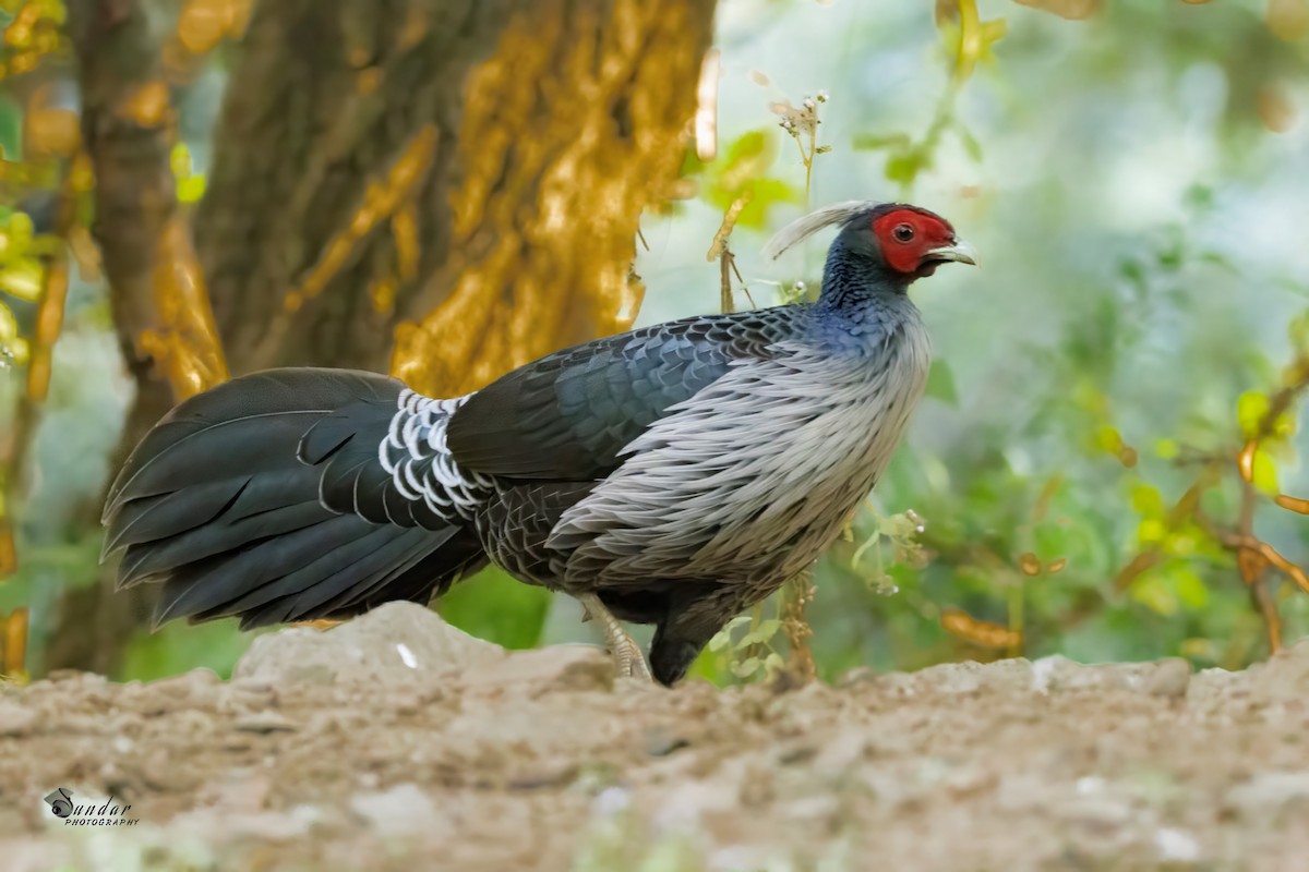 ミヤマハッカン - ML646623314