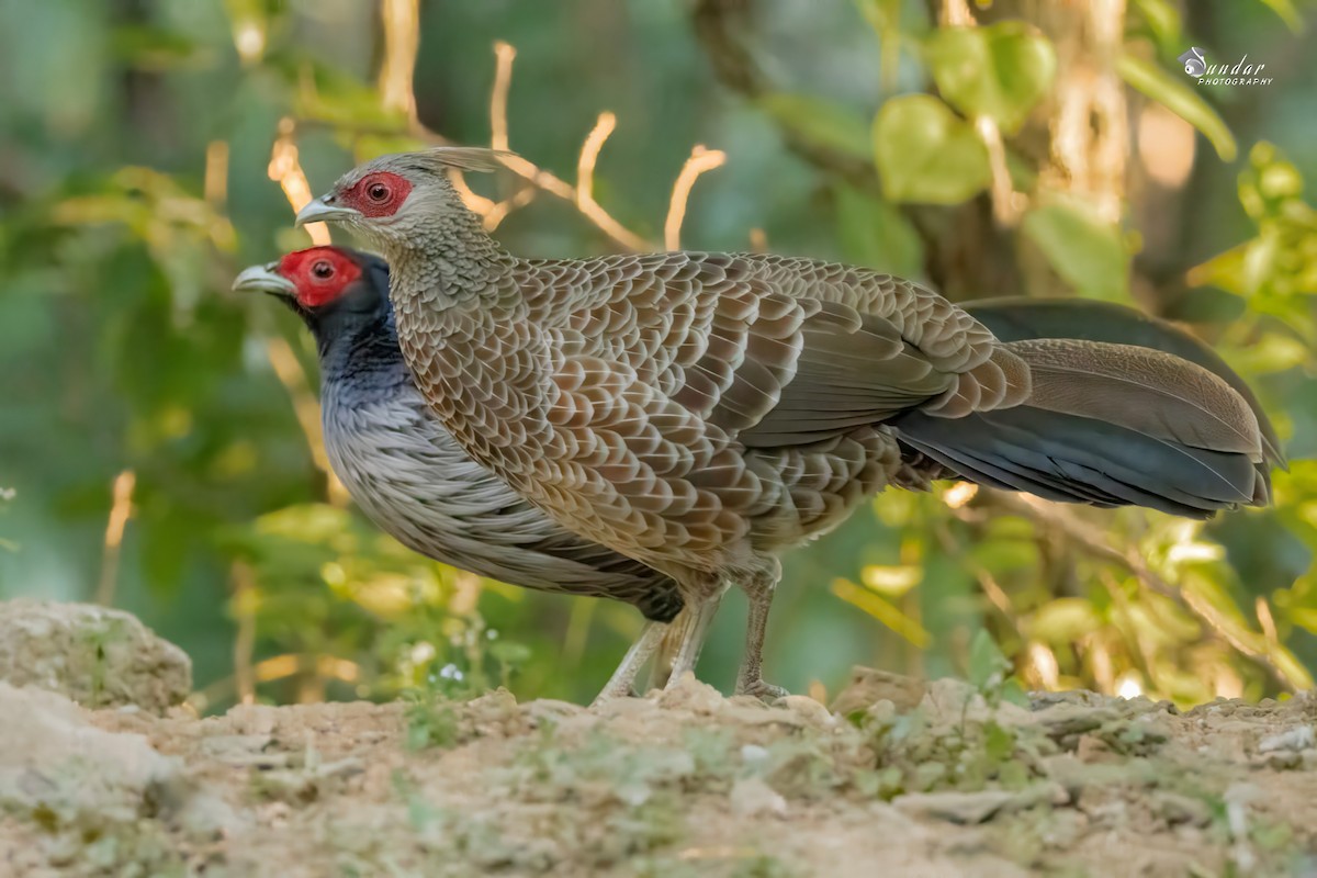 ミヤマハッカン - ML646623315