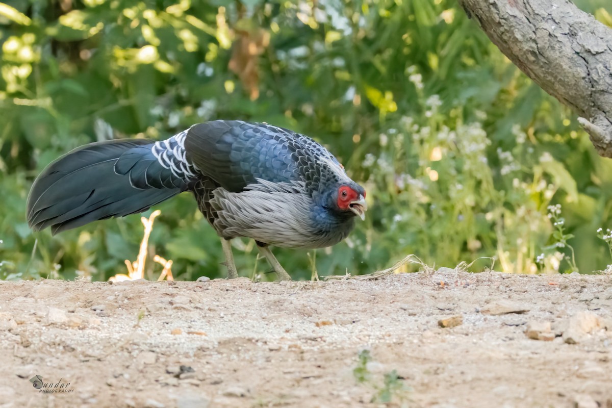 ミヤマハッカン - ML646623316