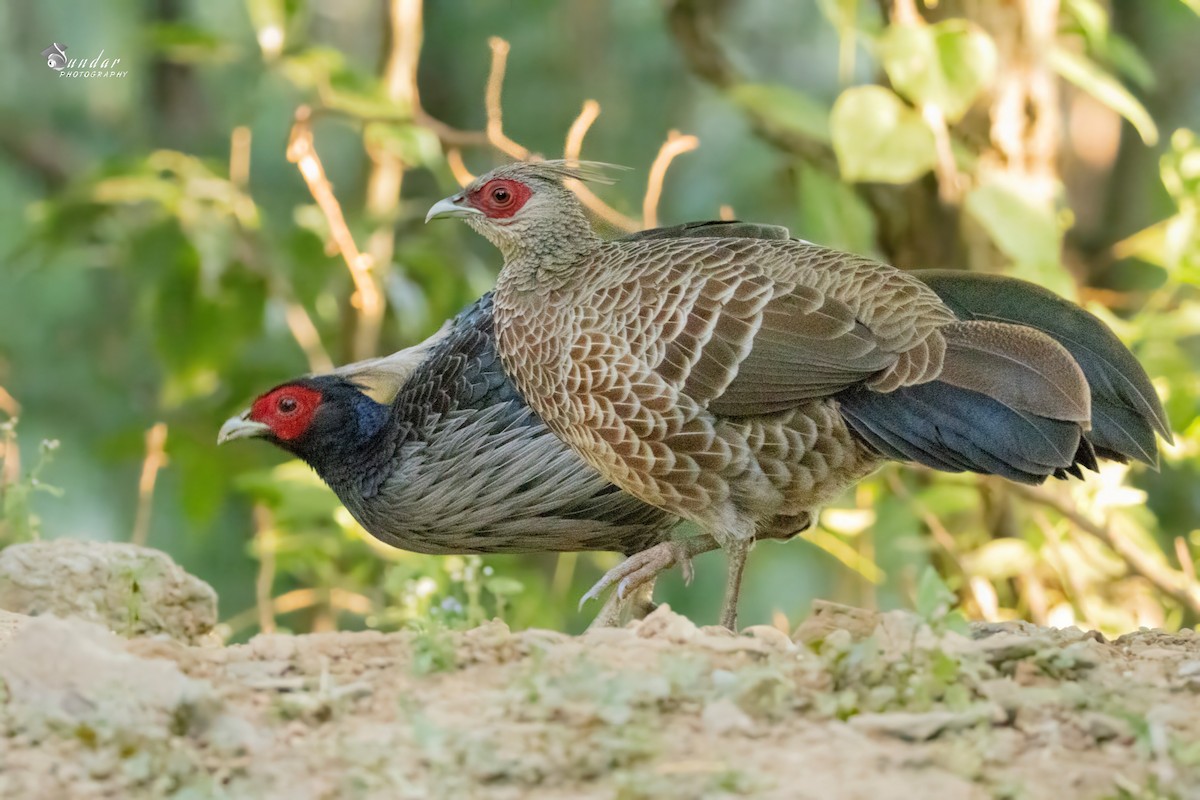 ミヤマハッカン - ML646623318