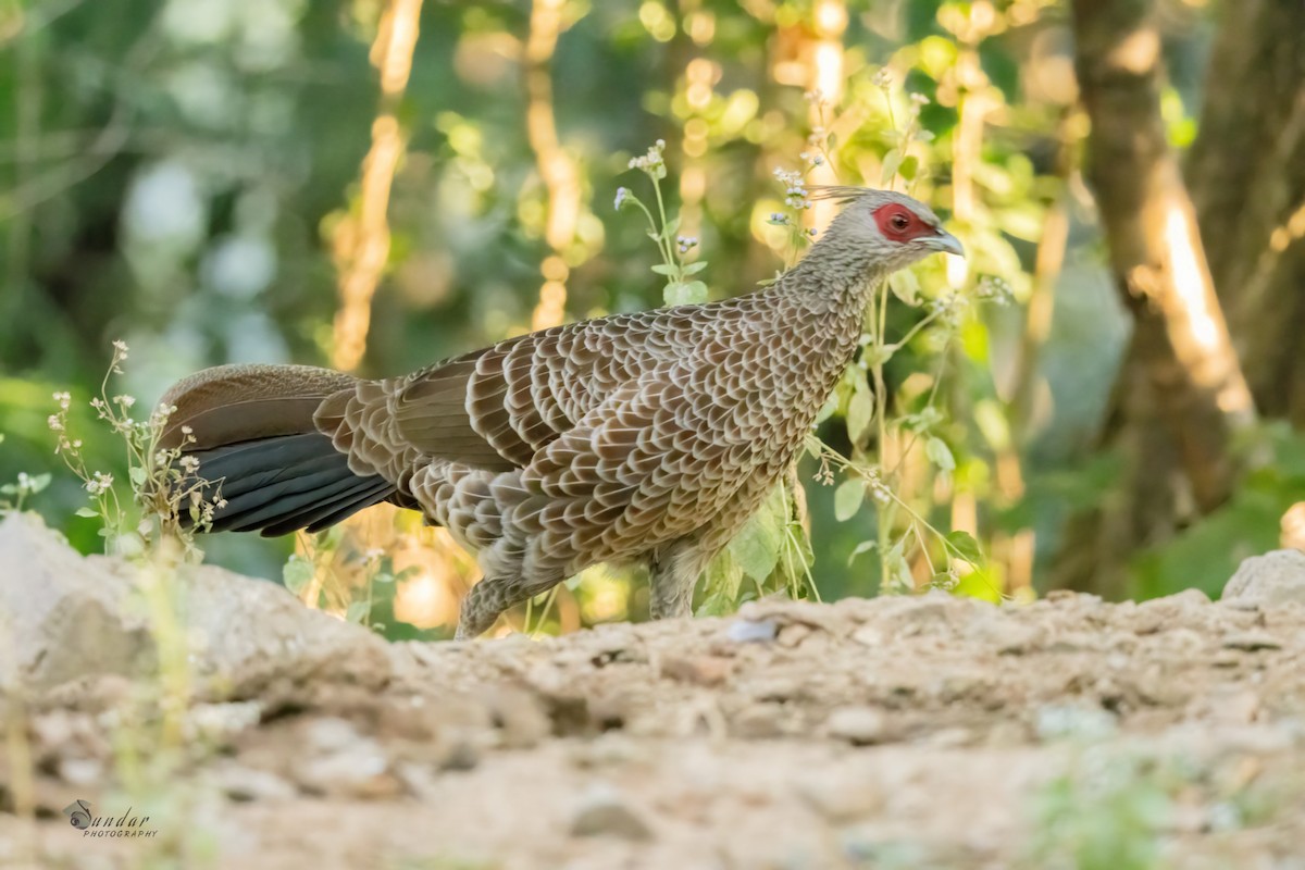 ミヤマハッカン - ML646623319