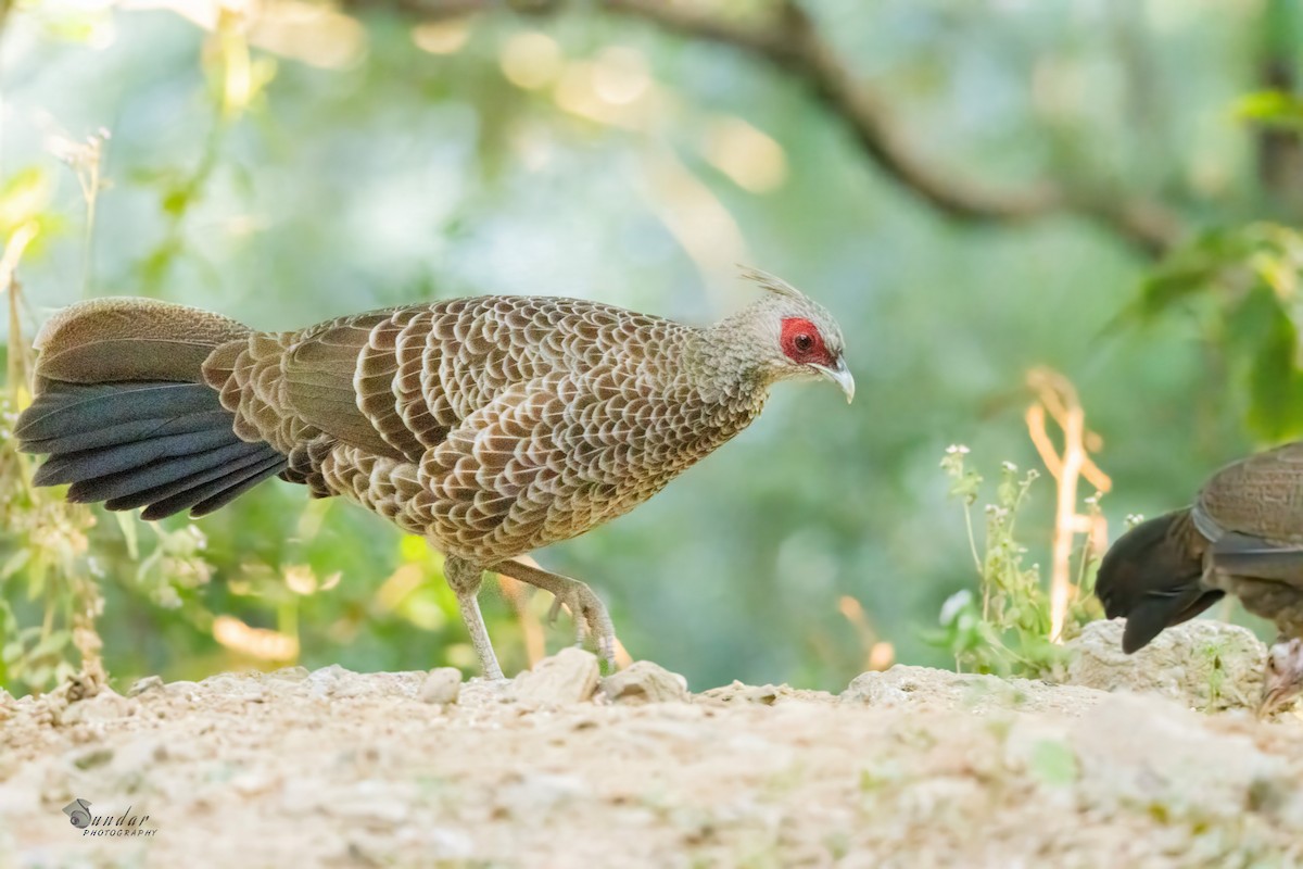 ミヤマハッカン - ML646623320