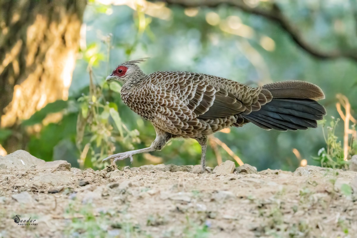 ミヤマハッカン - ML646623321