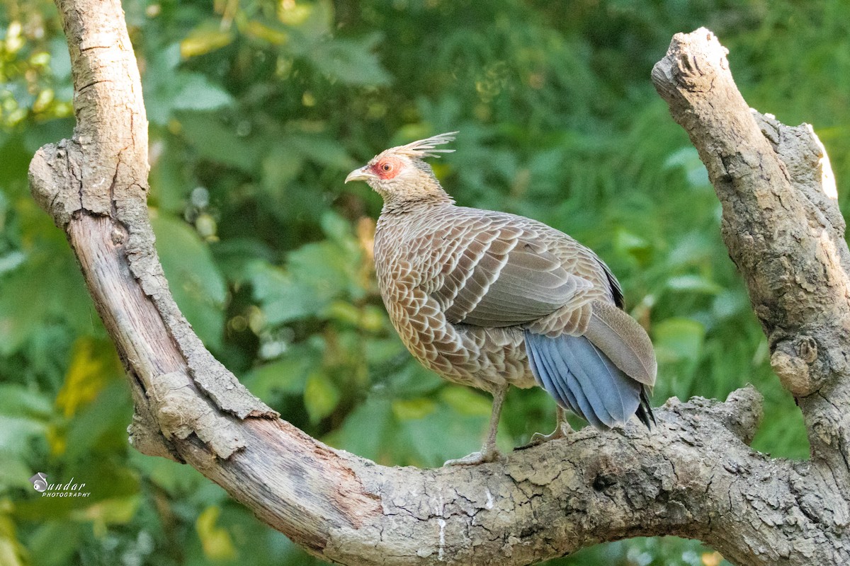 ミヤマハッカン - ML646623322