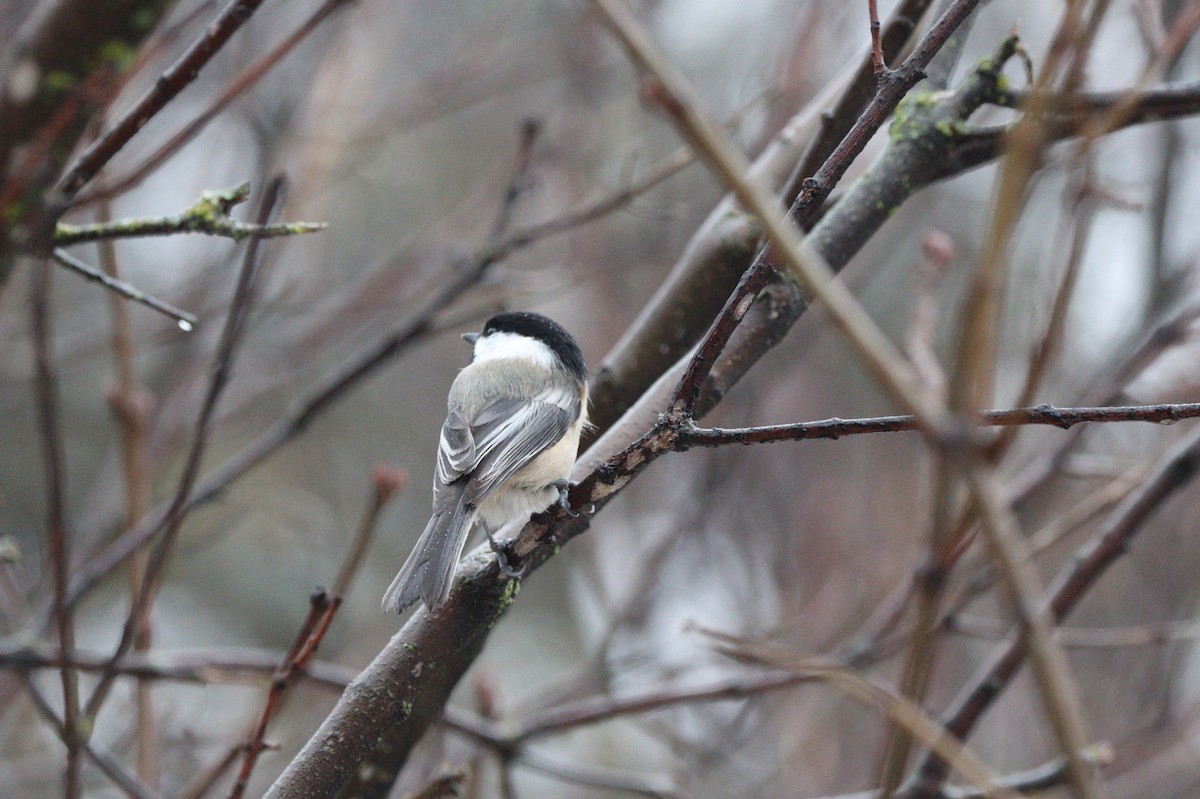 Black-capped Chickadee - ML646623334