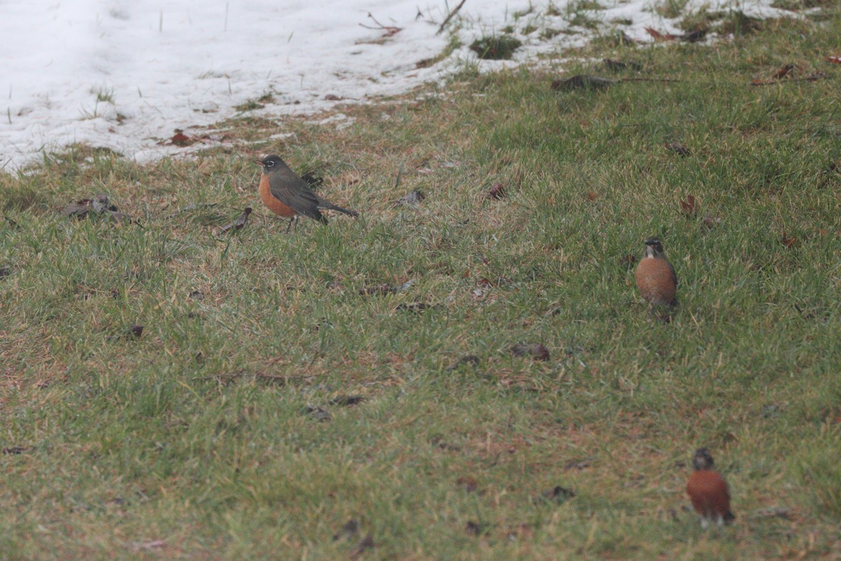 American Robin - ML646623338