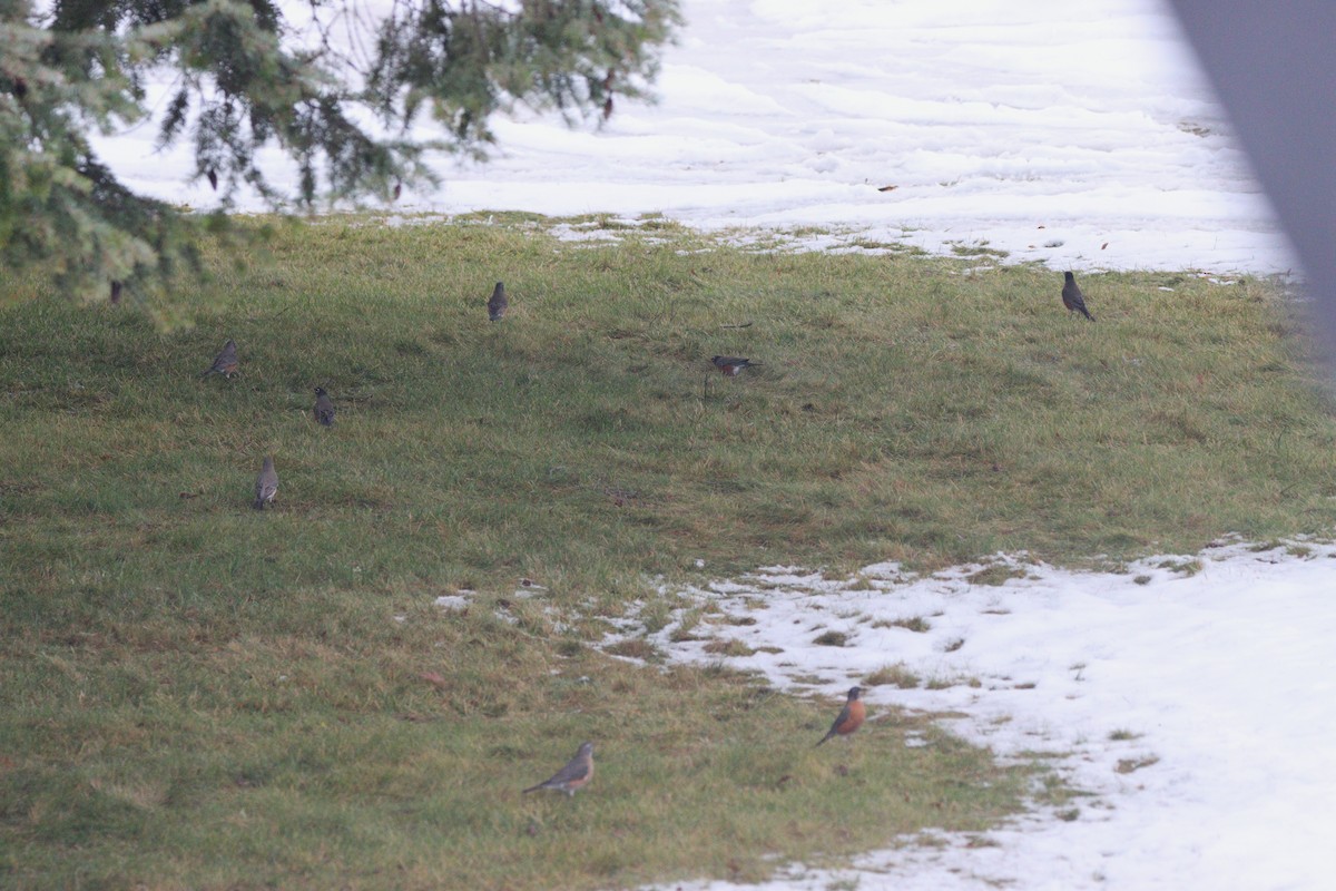 American Robin - ML646623339